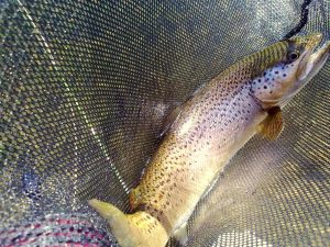 Una vieja resabiada del río Segre